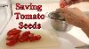 Saving Tomato Seeds